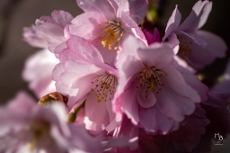 Körsbärsblommor i rosa och vitt